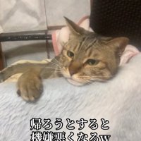 毛布にアゴと右前足を乗せている猫
