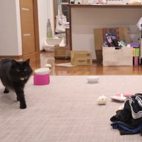 歩いてくる姿