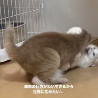 ケンカするマンチカンとミヌエット