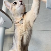 飼い主さんとハイタッチするアビシニアン