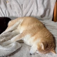 柴犬と寝る黒猫