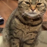 片手を上げる猫