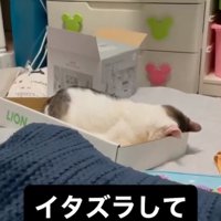 ふて寝する猫