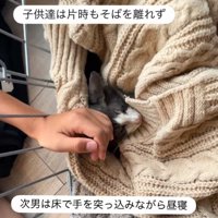 眠る子猫