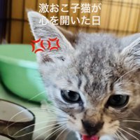 ケージの中でママを威嚇する子猫