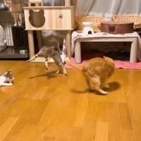 飛び跳ねるこうくん