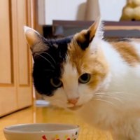 ごはん皿の前でカメラ目線の三毛猫