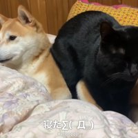 柴犬の上に座る黒猫
