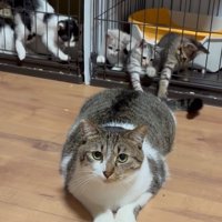 子猫と遊んであげるぴえんくん