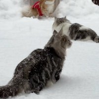 雪の中であたりを見回す猫達