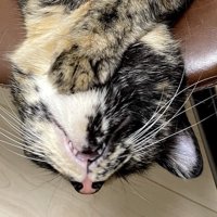 イスの上に仰向けになっている長毛のサビ猫
