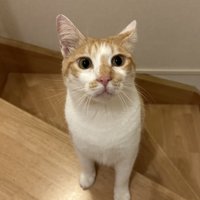 階段に手をかけ飼い主を見上げる猫