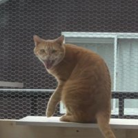 鳴いている猫