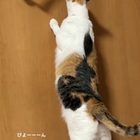 体を伸ばす猫