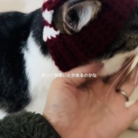 手編みニット帽をかぶってママに撫でられるキジ白猫