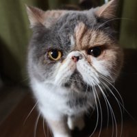 エキゾチック種の猫