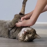 仰向けになる猫
