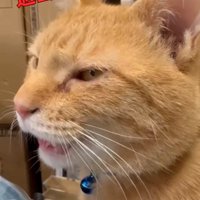 女性に鳴き声をあげる猫