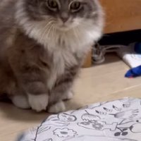 真剣な猫