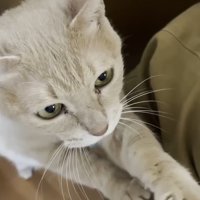 前足をかけて