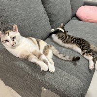 キジ白の子猫と先住猫