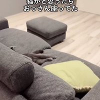 座る猫