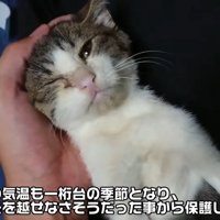 ひざの上で仰向けになり頭をなでられる子猫
