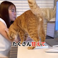 飼い主にすりすりしている猫