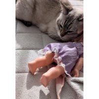 猫と人形