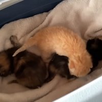 3匹の子猫