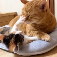 前足で押し返す三毛ちゃん