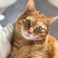 撫でられる茶トラ猫