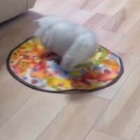 ミヌエットを乗せて周り始める自動猫じゃらし
