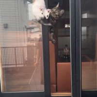 窓の隙間の子猫と見守る猫