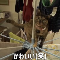 物干し上でカメラ目線