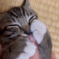 指吸いチコちゃん3