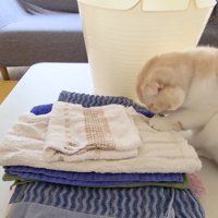 畳まれた洗濯物
