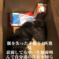 箱の中にいる子猫たち