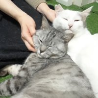 なでられる2匹の猫