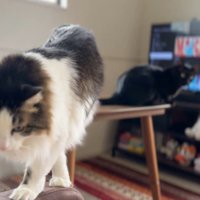部屋のテーブルの上でくつろぐ黒猫