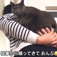 おんぶされている猫