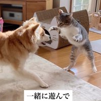 遊ぶ猫と犬