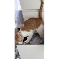 引き出しにいる猫たち