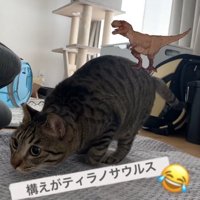 頭を下げてお尻を上げている猫