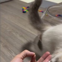 手のひらの上におやつを乗せた人とおやつを食べようとしている猫