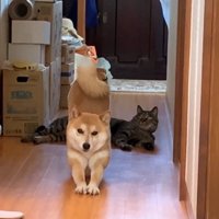 こちらを向いて伸び