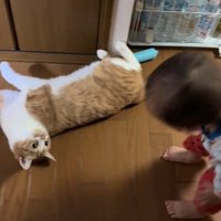 寝転がる猫を見る赤ちゃん