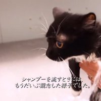 シャワーされる子猫