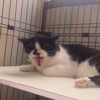 投稿者を見て立ち上がる猫