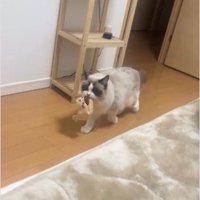 おもちゃを咥えて歩いている猫